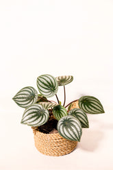 Peperomia argyreia "Watermelon"